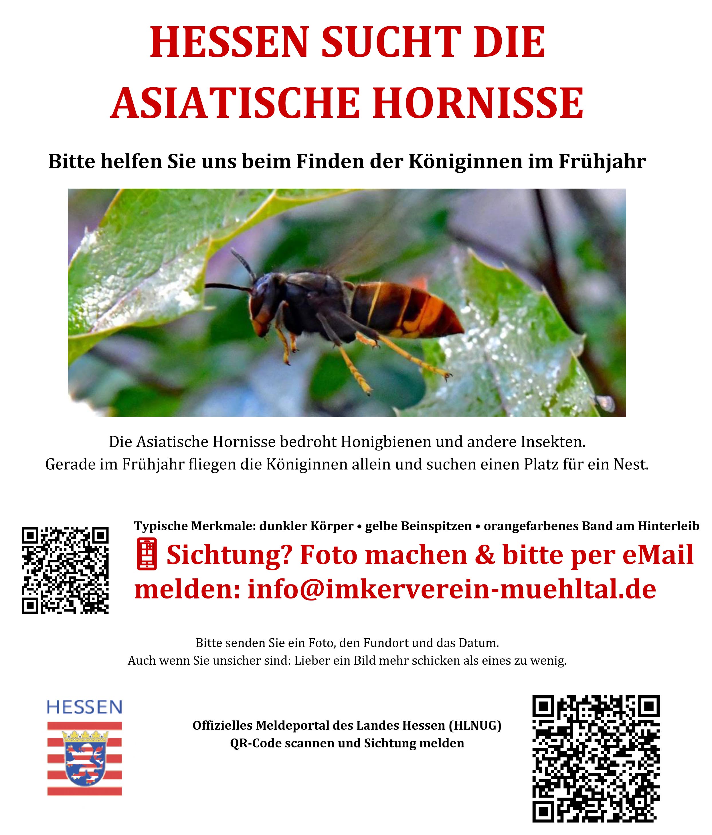 Velutina Such Plakat muehltal Asiatische Hornisse mit Foto